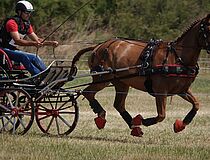 Agrandir l'image (fenêtre modale)