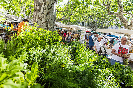 Photo du marché d'Uzès des producteurs du mercredi, place aux herbes. Au premier plan des plantes comestibles ou esthétique, en arrière plan, les étals avec des chalands. - Agrandir l'image (fenêtre modale)