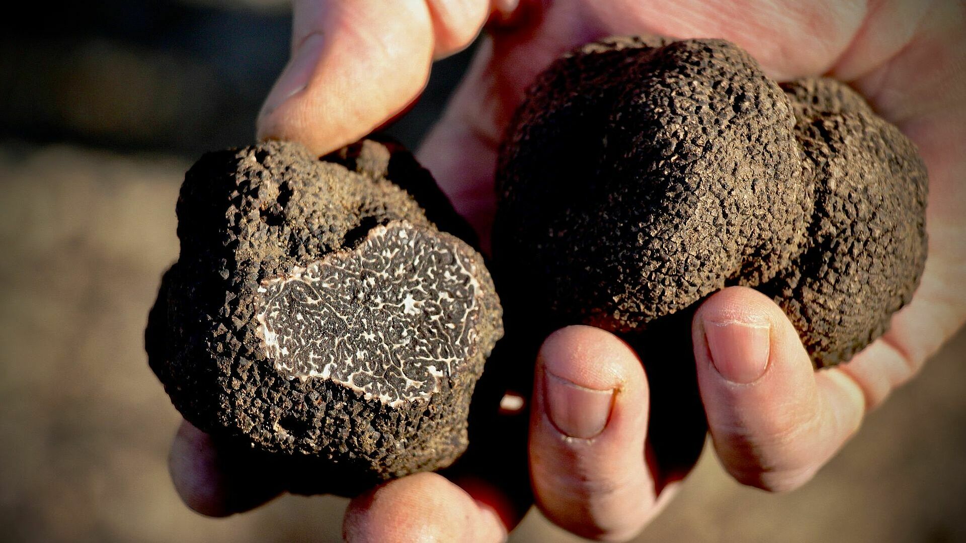 Truffes noires d'hiver Fraîche du Gard