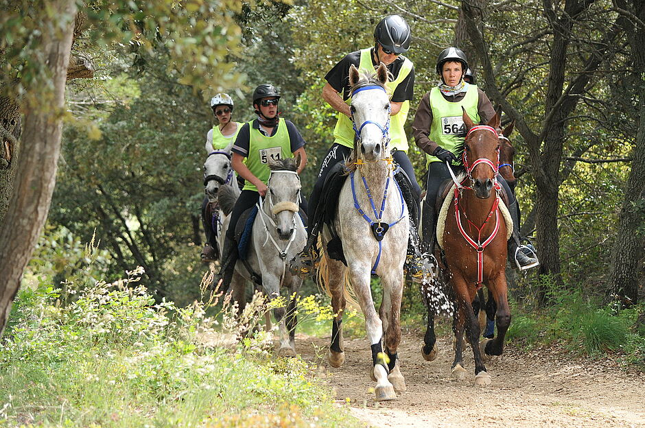 Sur la photo, quatre cavaliers à cheval se disputent la finale d'endurance dans la garrigue du Pays d'Uzès, sur un chemin de terre arboisé - Agrandir l'image (fenêtre modale)
